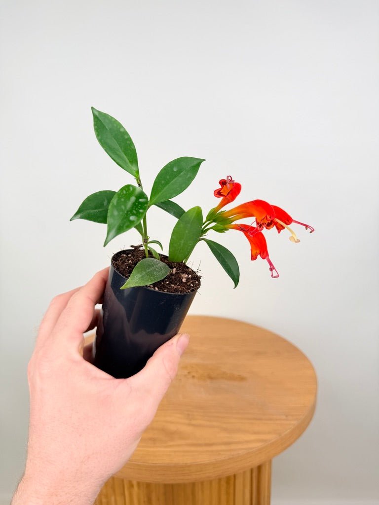 Aeschynanthus Fulgens - Flamethrower | Uprooted