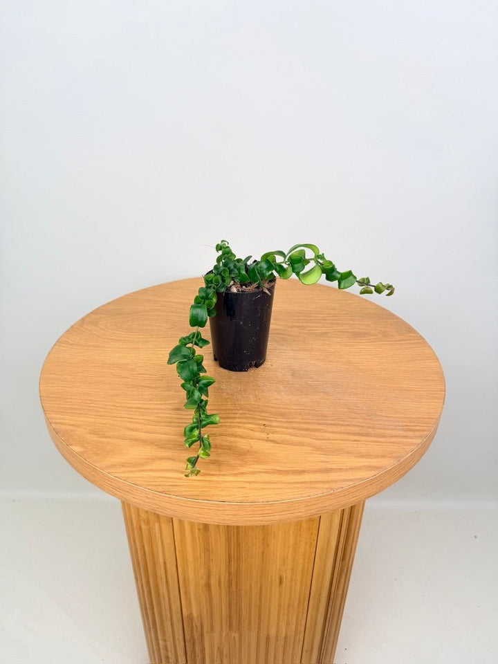 Aeschynanthus Radicans - Curly Lipstick Plant | Uprooted