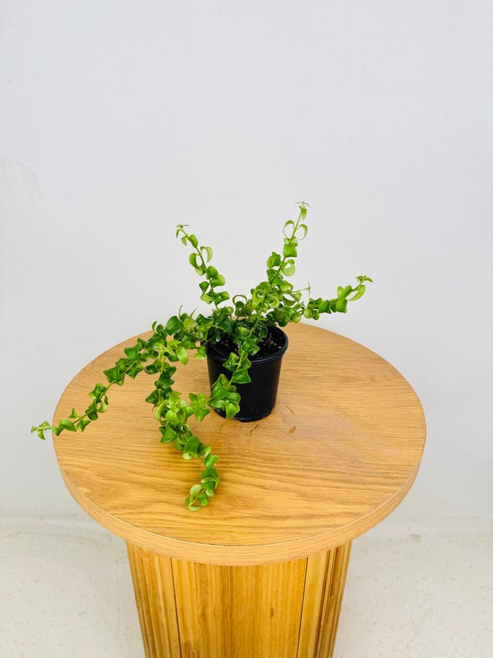 Aeschynanthus Radicans - Curly Lipstick Plant | Uprooted