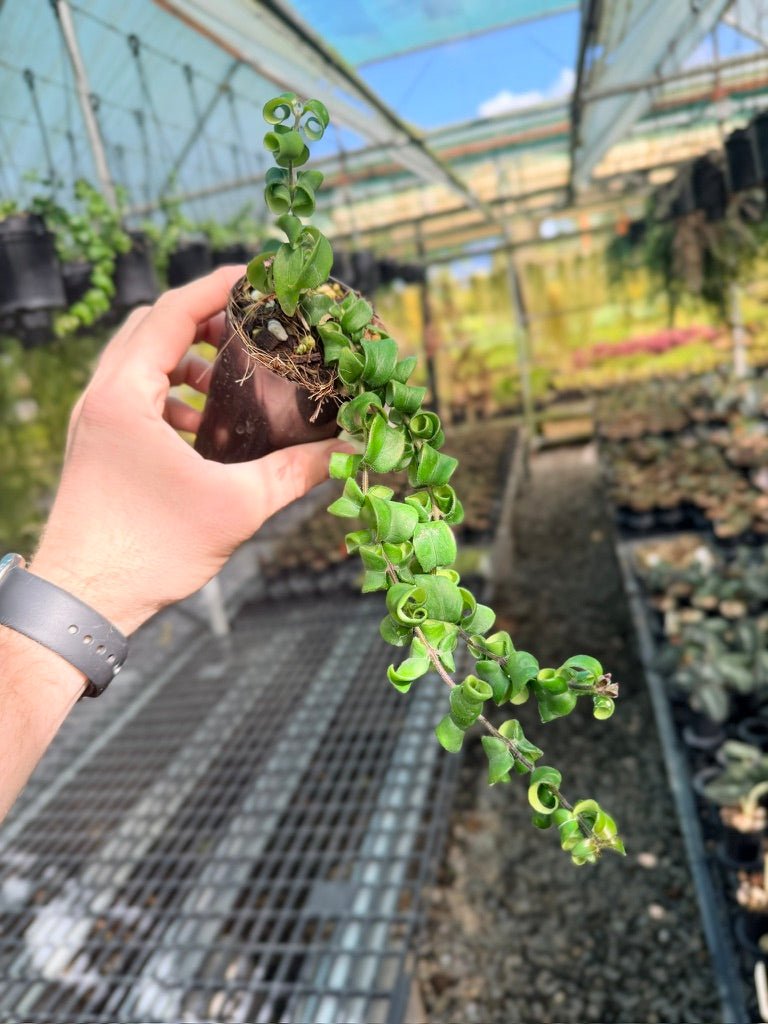 Aeschynanthus Radicans - Curly Lipstick Plant | Uprooted