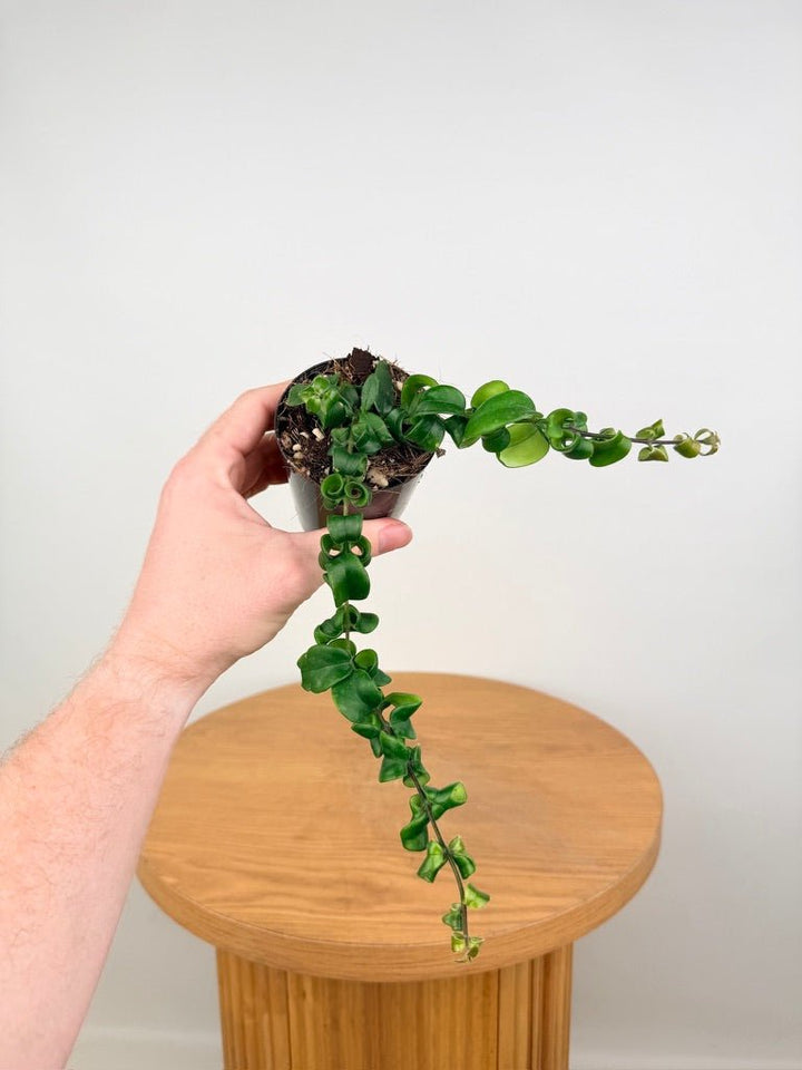 Aeschynanthus Radicans - Curly Lipstick Plant | Uprooted