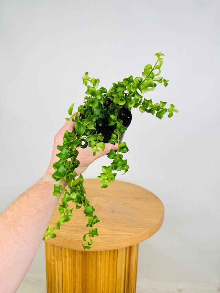 Aeschynanthus Radicans - Curly Lipstick Plant | Uprooted