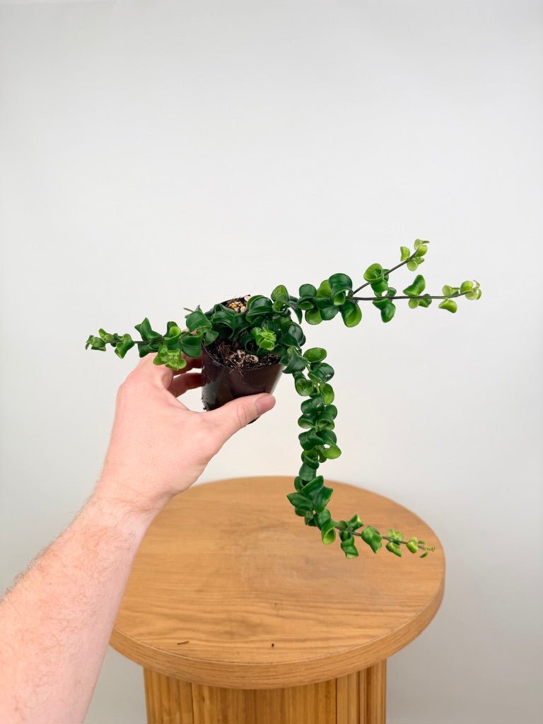 Aeschynanthus Radicans - Curly Lipstick Plant | Uprooted