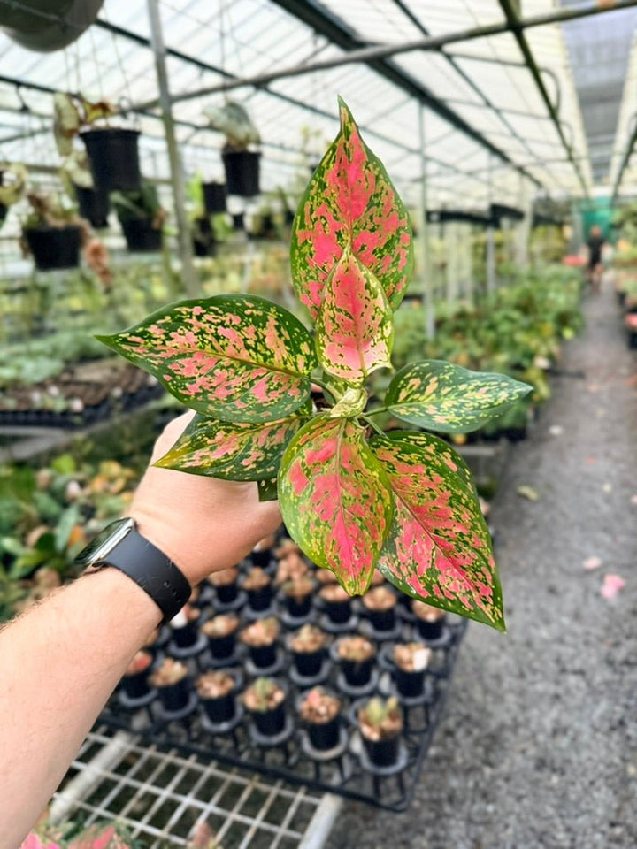 Aglaonema Commutatum - Anyamanee - MINI | Uprooted