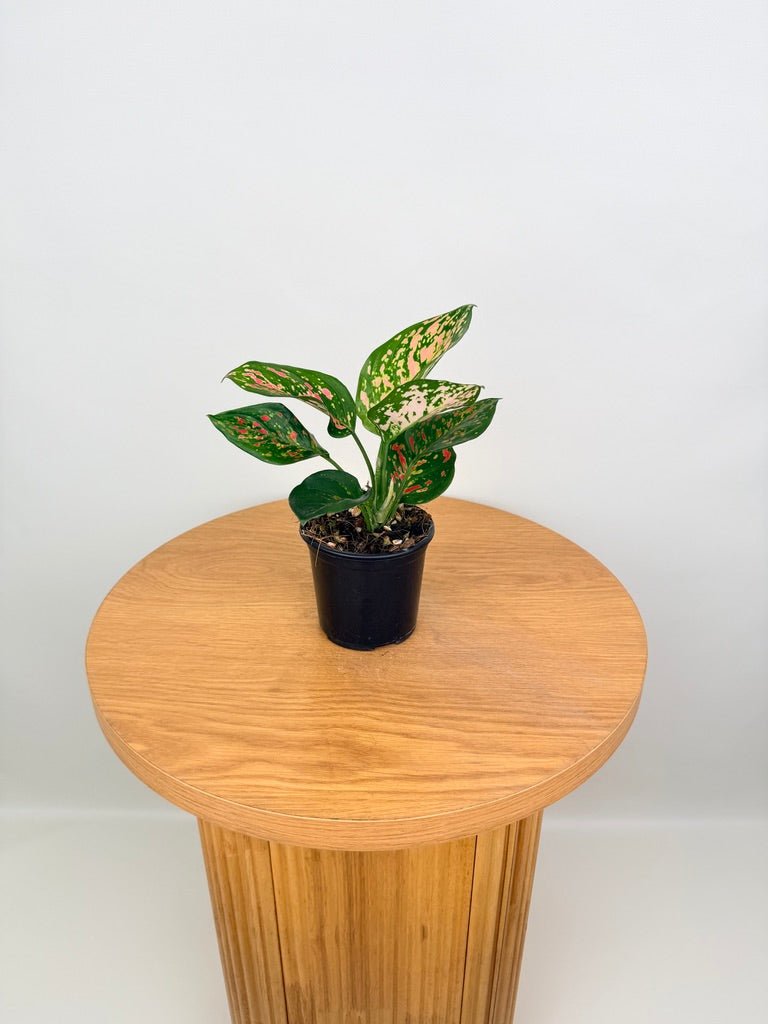 Aglaonema Commutatum - Anyamanee | Uprooted