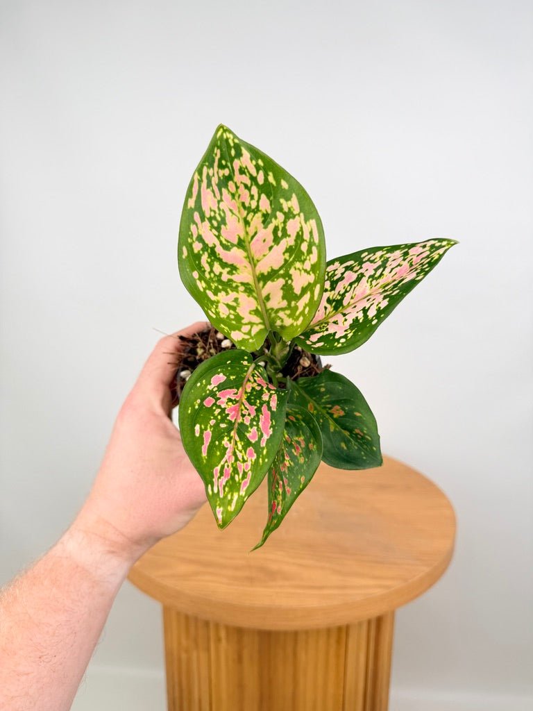 aglaonema anyamanee white Aglaonema Anyamanee | Uprooted