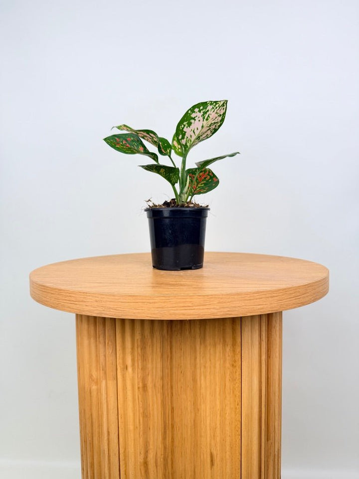 Aglaonema Commutatum - Anyamanee | Uprooted