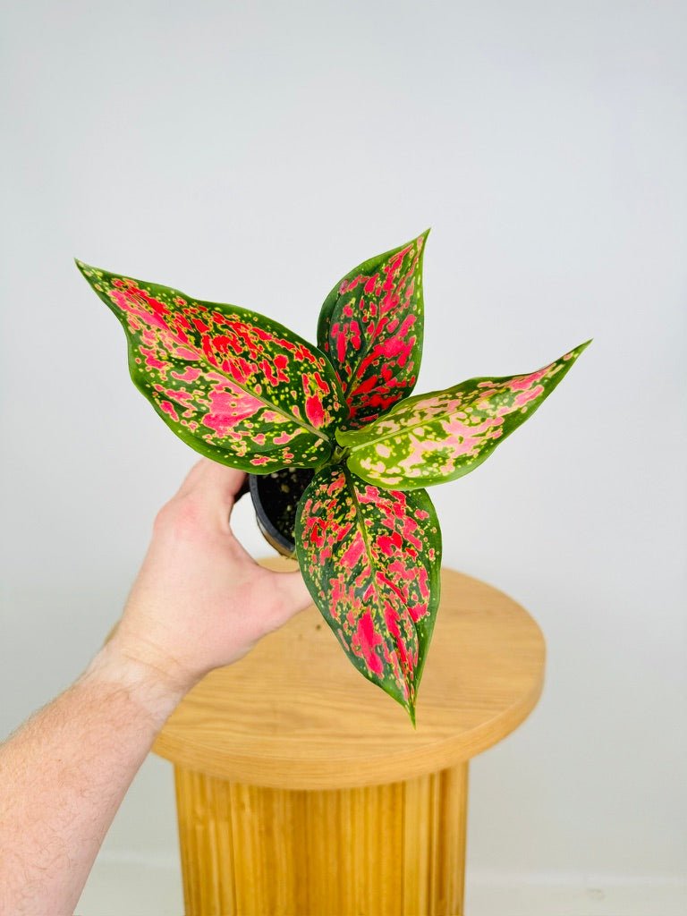 aglaonema for sale australia Aglaonema Anyamanee | Uprooted