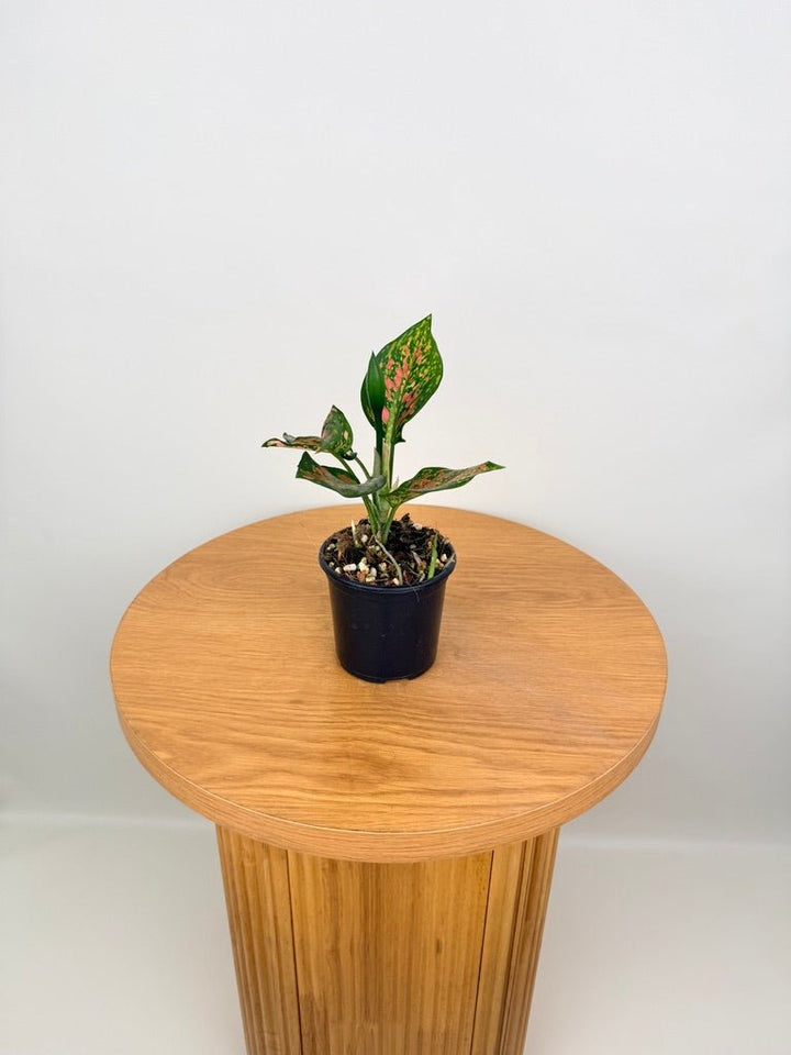 Aglaonema Commutatum - Anyamanee | Uprooted