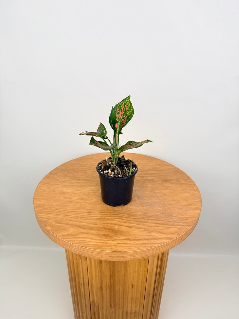 aglaonema black anyamanee Aglaonema Anyamanee | Uprooted