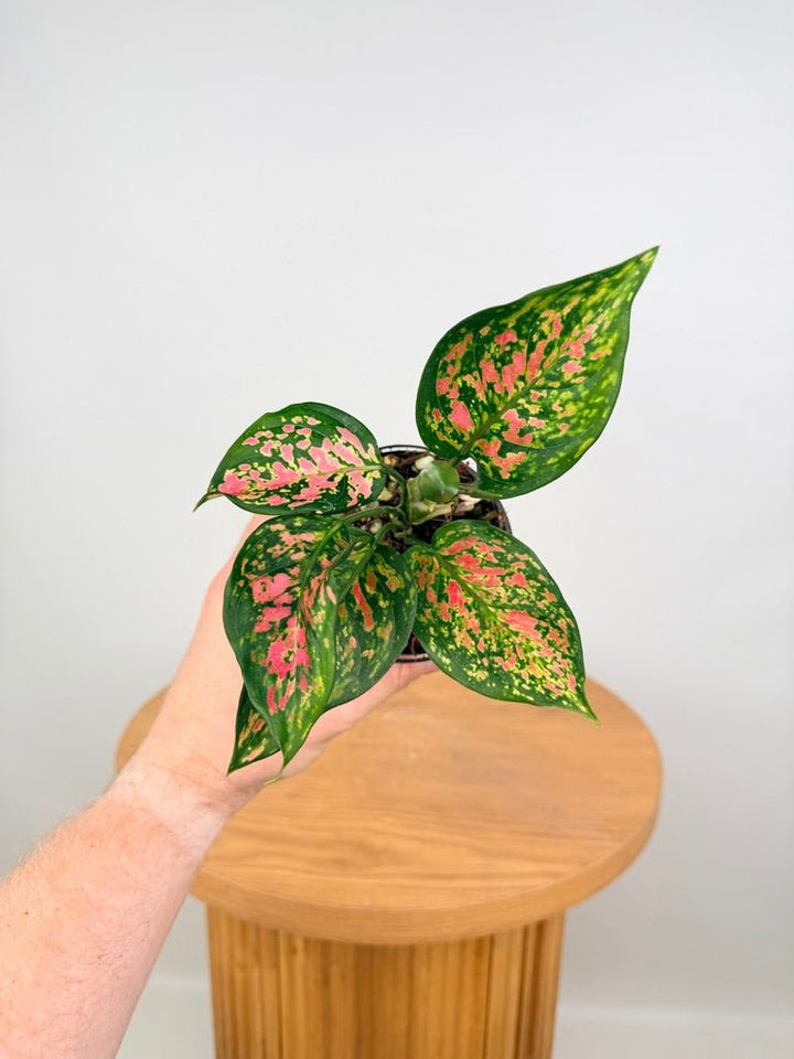Aglaonema Commutatum - Anyamanee | Uprooted
