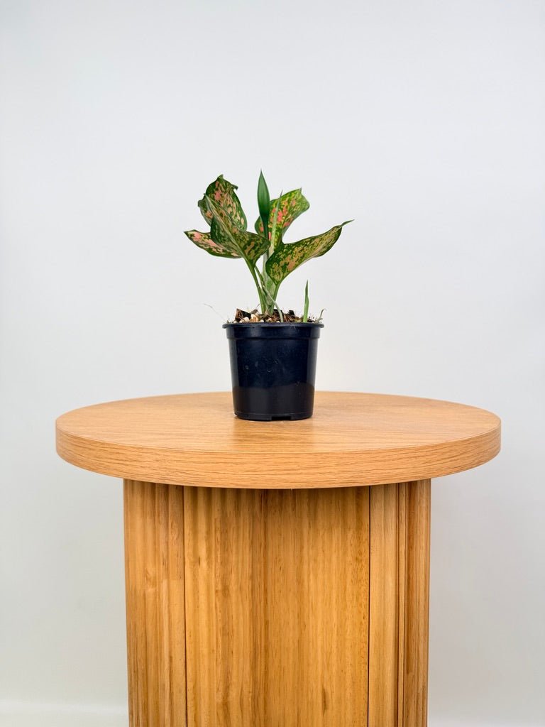 Aglaonema Commutatum - Anyamanee | Uprooted