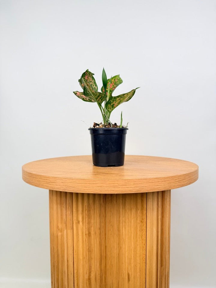 Aglaonema Commutatum - Anyamanee | Uprooted