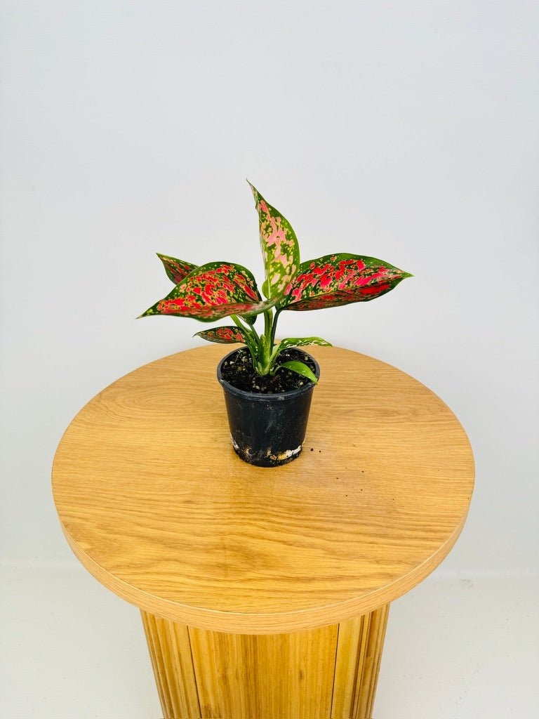 aglaonema spider Aglaonema Anyamanee | Uprooted
