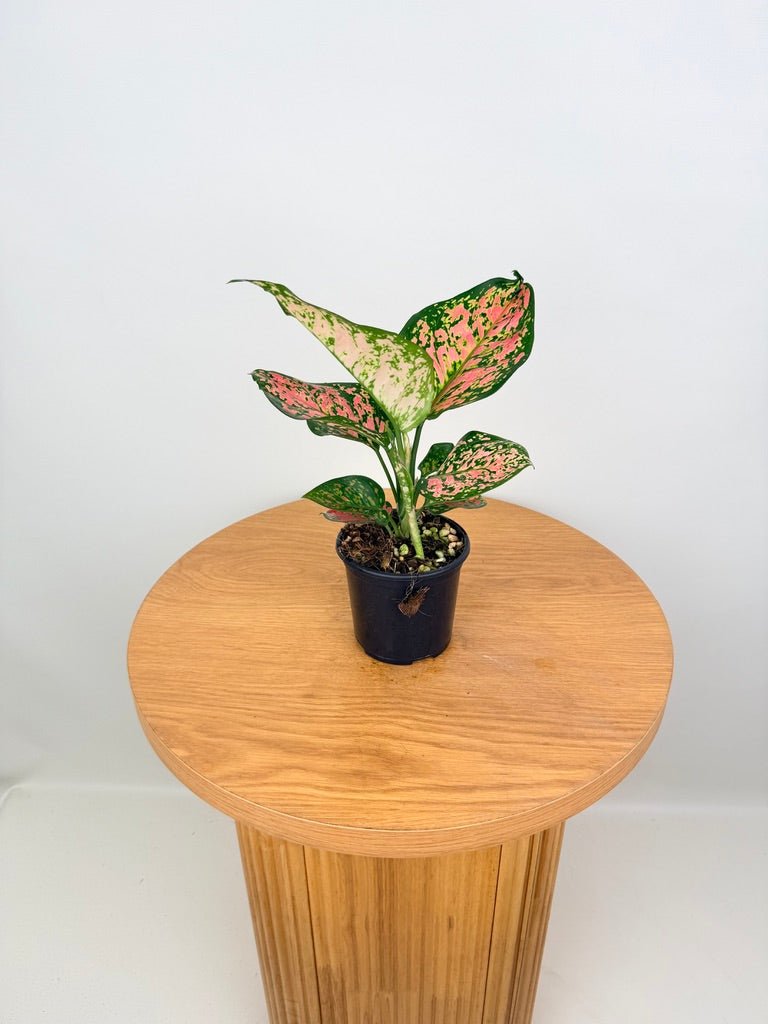 Aglaonema Commutatum - Auspicious Red | Uprooted