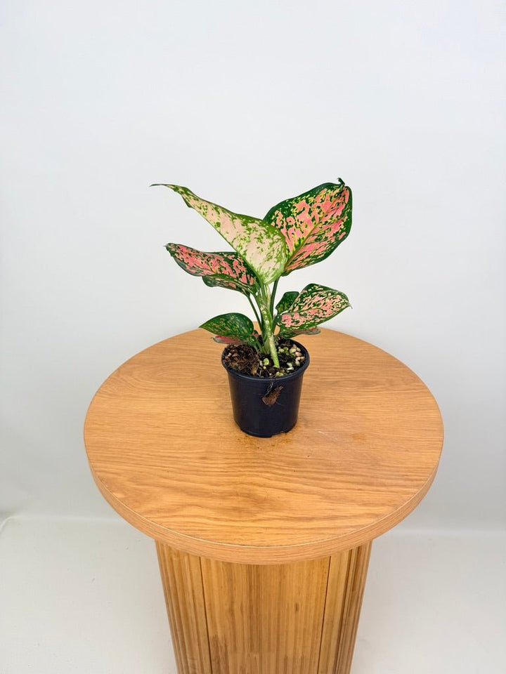 Aglaonema Commutatum - Auspicious Red | Uprooted