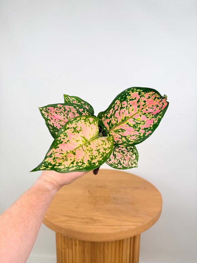 Aglaonema Commutatum - Auspicious Red | Uprooted
