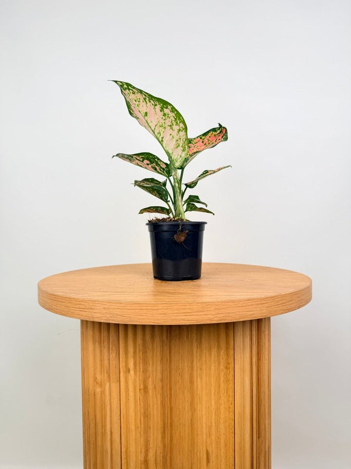 Aglaonema Commutatum - Auspicious Red | Uprooted
