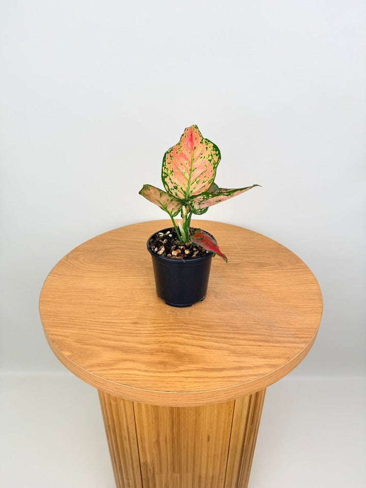 Aglaonema Commutatum - Beauty | Uprooted