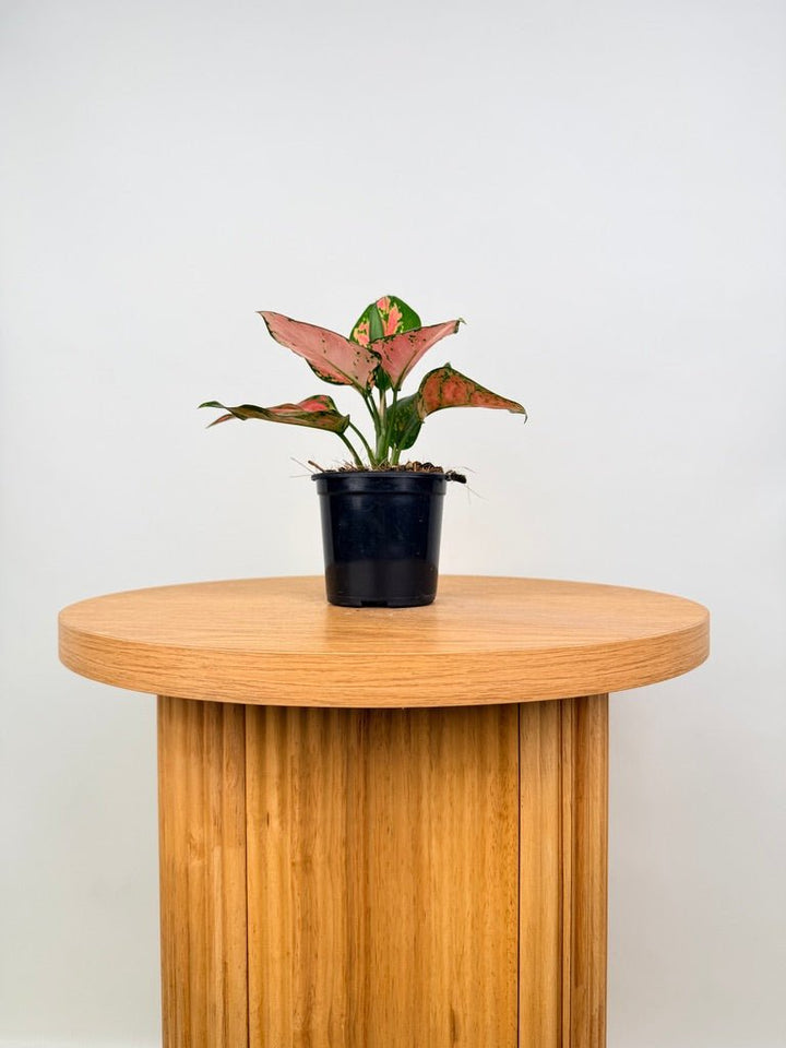 Aglaonema Commutatum - Beauty | Uprooted