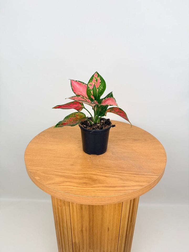 Aglaonema Commutatum - Beauty | Uprooted