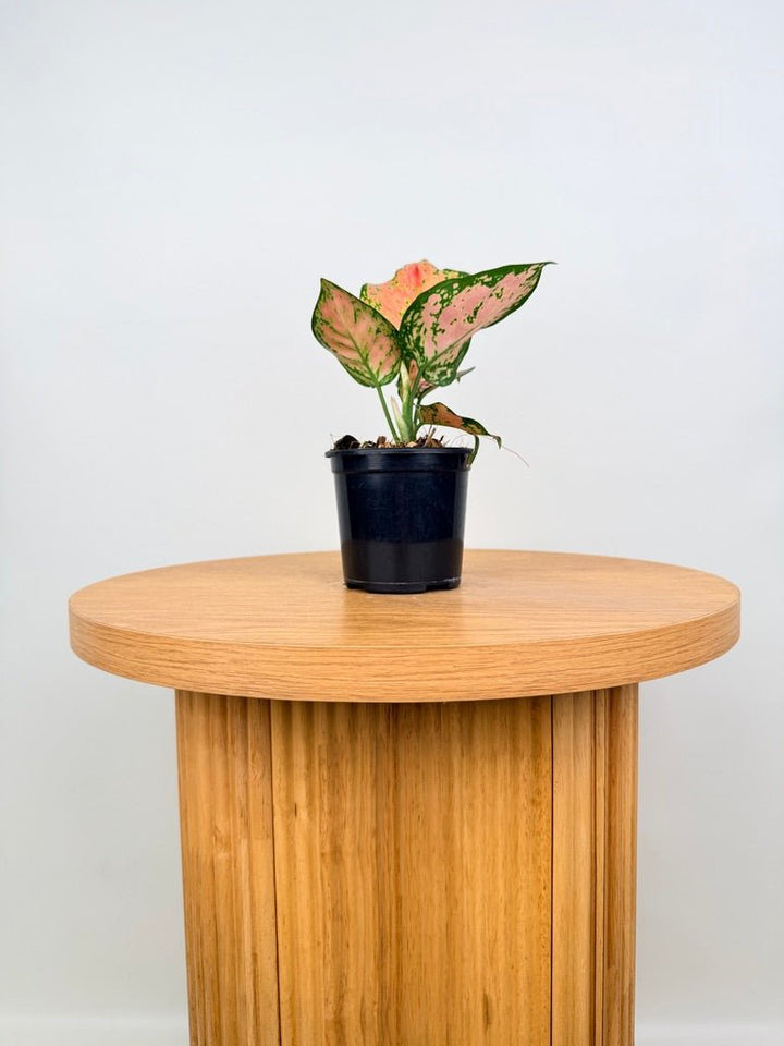 Aglaonema Commutatum - Beauty | Uprooted