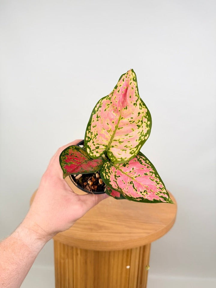 Aglaonema Commutatum - Beauty | Uprooted