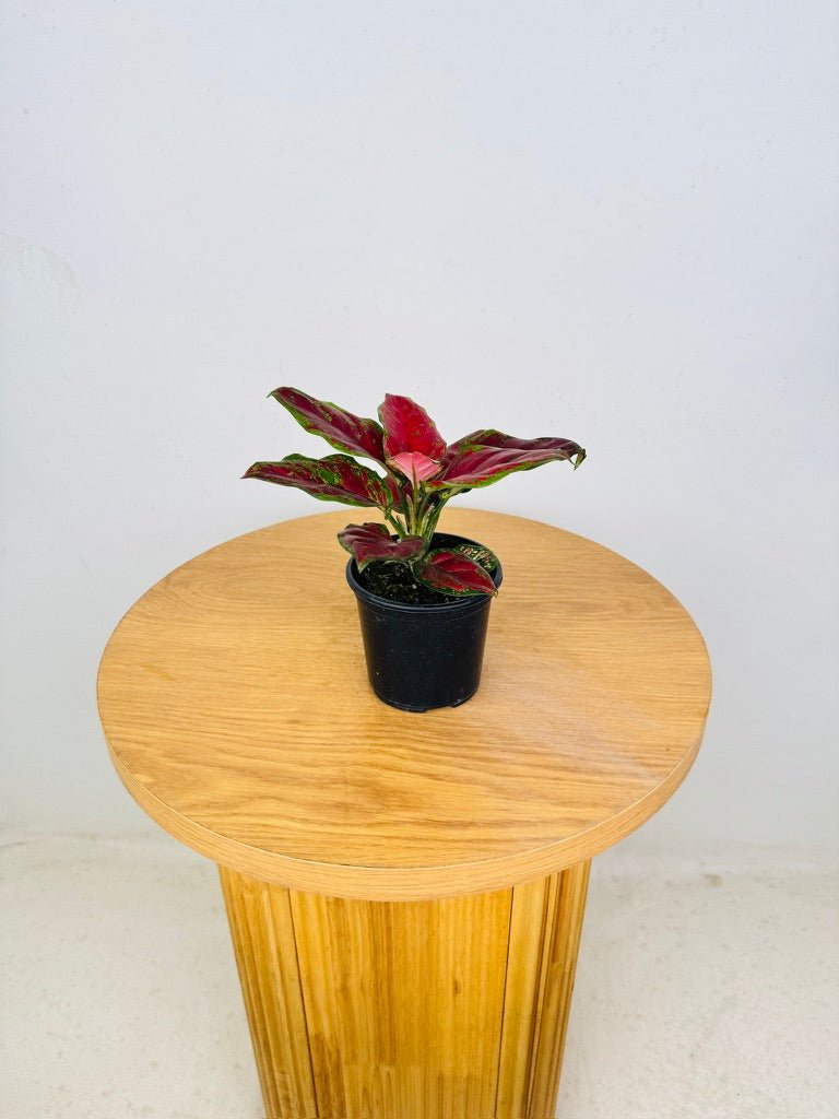 aglaonema chocolate plant Aglaonema Commutatum - Chocolate | Uprooted