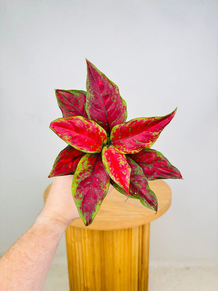 Aglaonema Commutatum - Chocolate | Uprooted