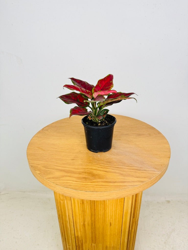 aglaonema chocolate Aglaonema Commutatum - Chocolate | Uprooted