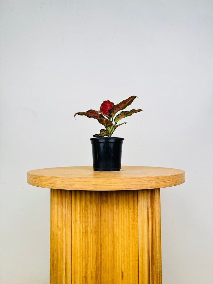 Aglaonema Commutatum - Chocolate | Uprooted