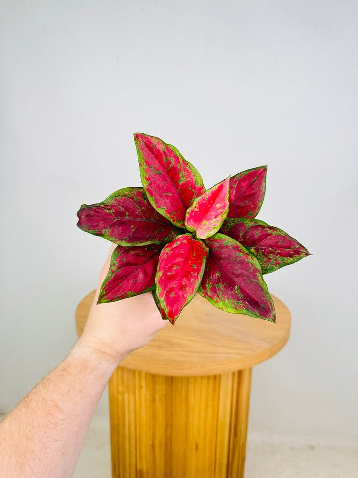 Aglaonema Commutatum - Chocolate | Uprooted