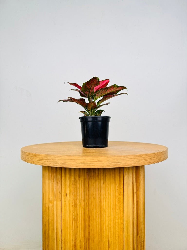 aglaonema chocolate Aglaonema Commutatum - Chocolate | Uprooted