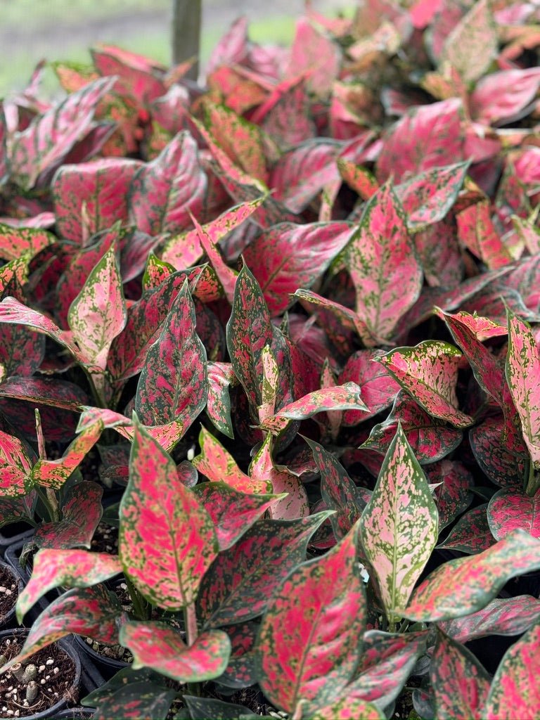 aglaonema for sale australia Aglaonema Commutatum - Dang Mongkol | Uprooted