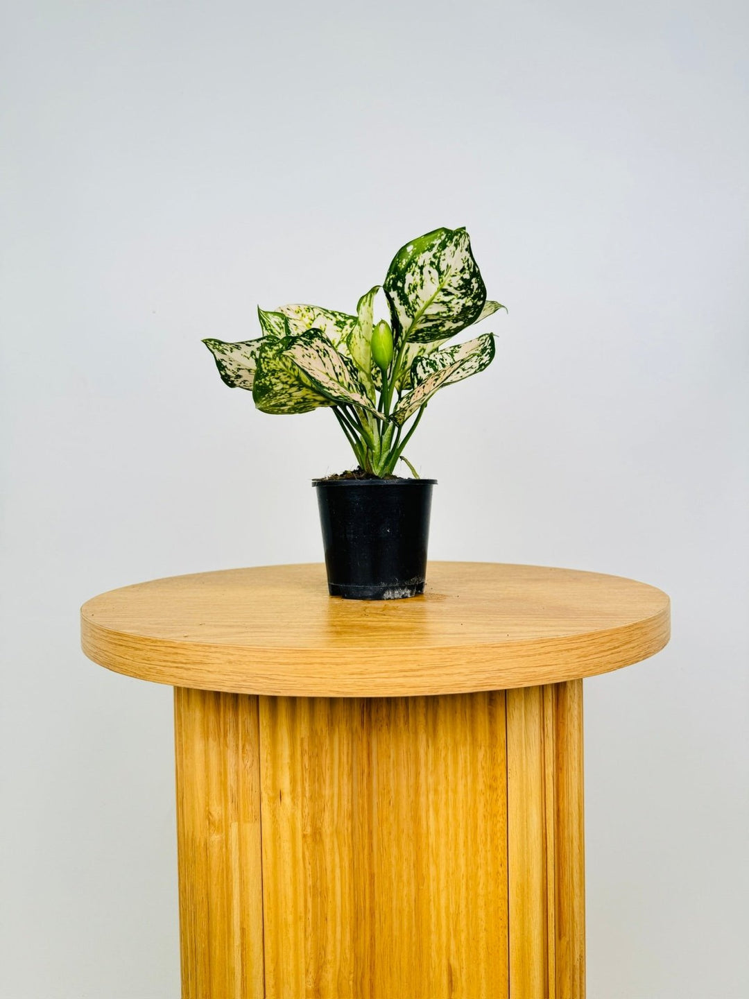 aglaonema commutatum eileen Aglaonema Eileen | Uprooted