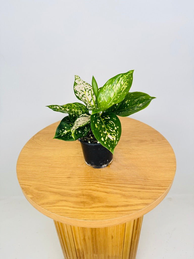 aglaonema commutatum eileen Aglaonema Eileen | Uprooted