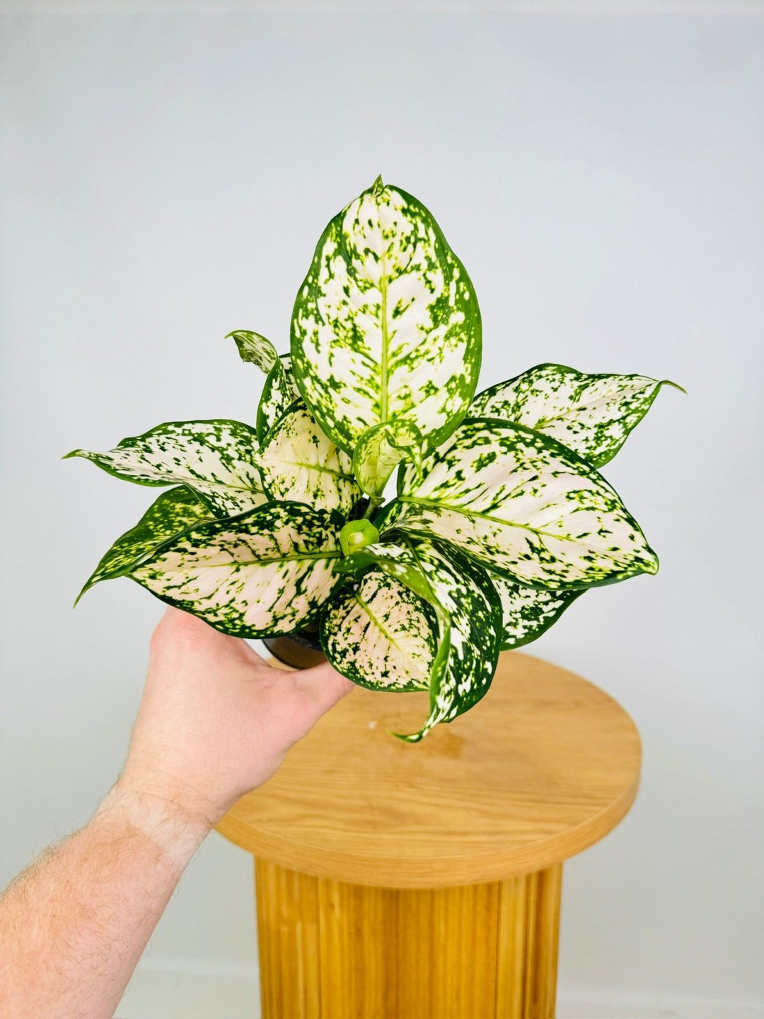 aglaonema commutatum eileen Aglaonema Eileen | Uprooted