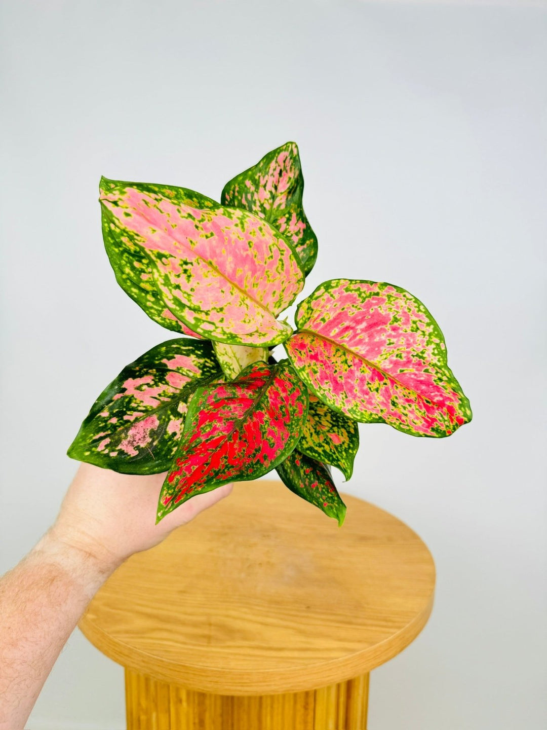 aglaonema 'favonian' Aglaonema Favonian | Uprooted