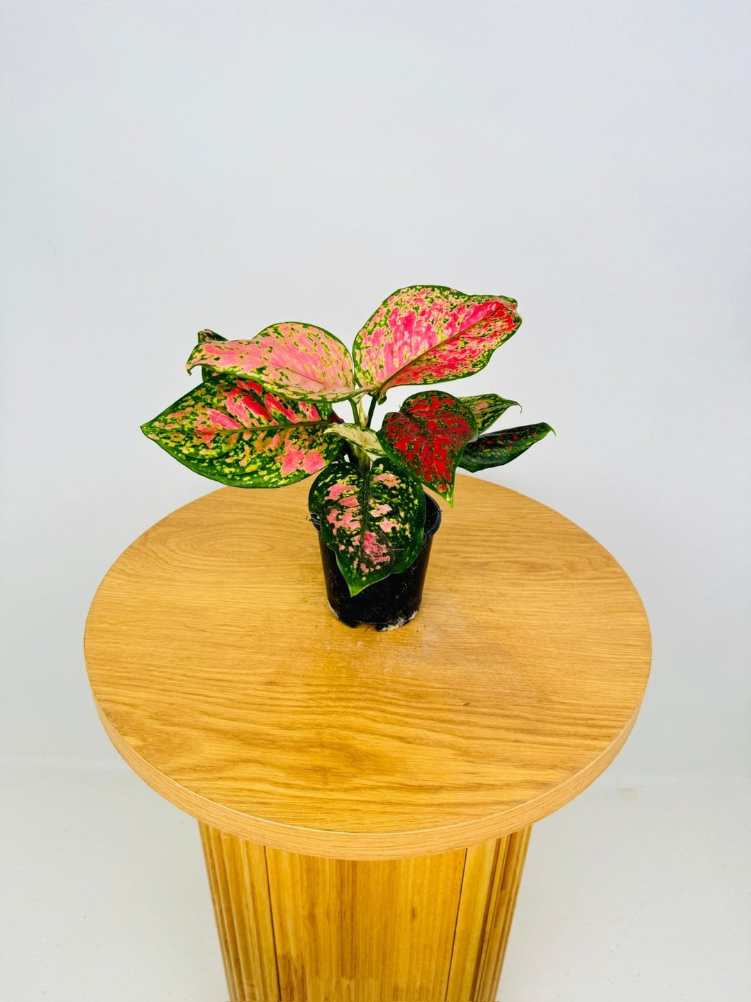 aglaonema online Aglaonema Favonian | Uprooted