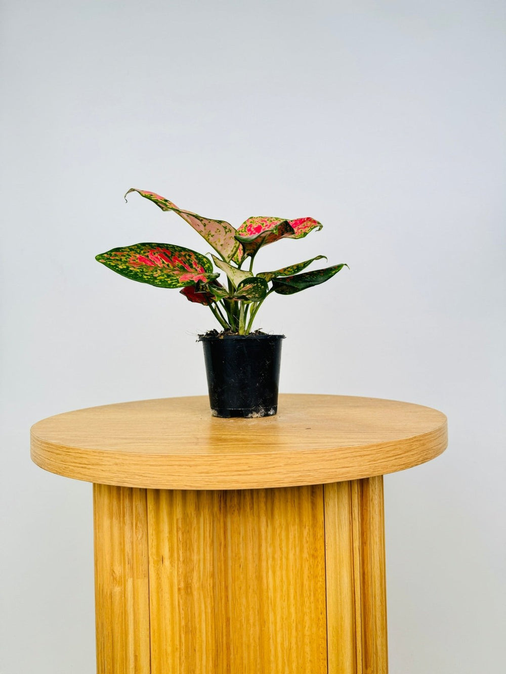 aglaonema favonian care Aglaonema Favonian | Uprooted