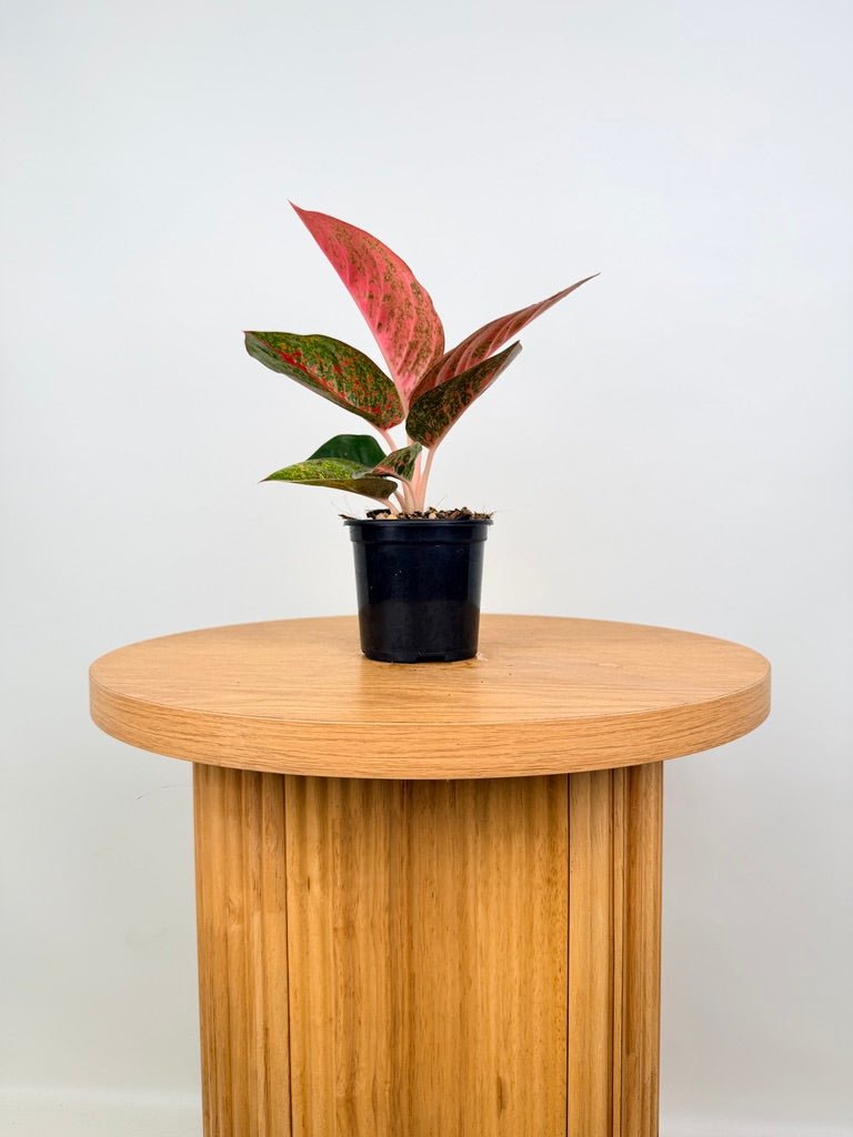 Aglaonema Commutatum - Fireworks | Uprooted