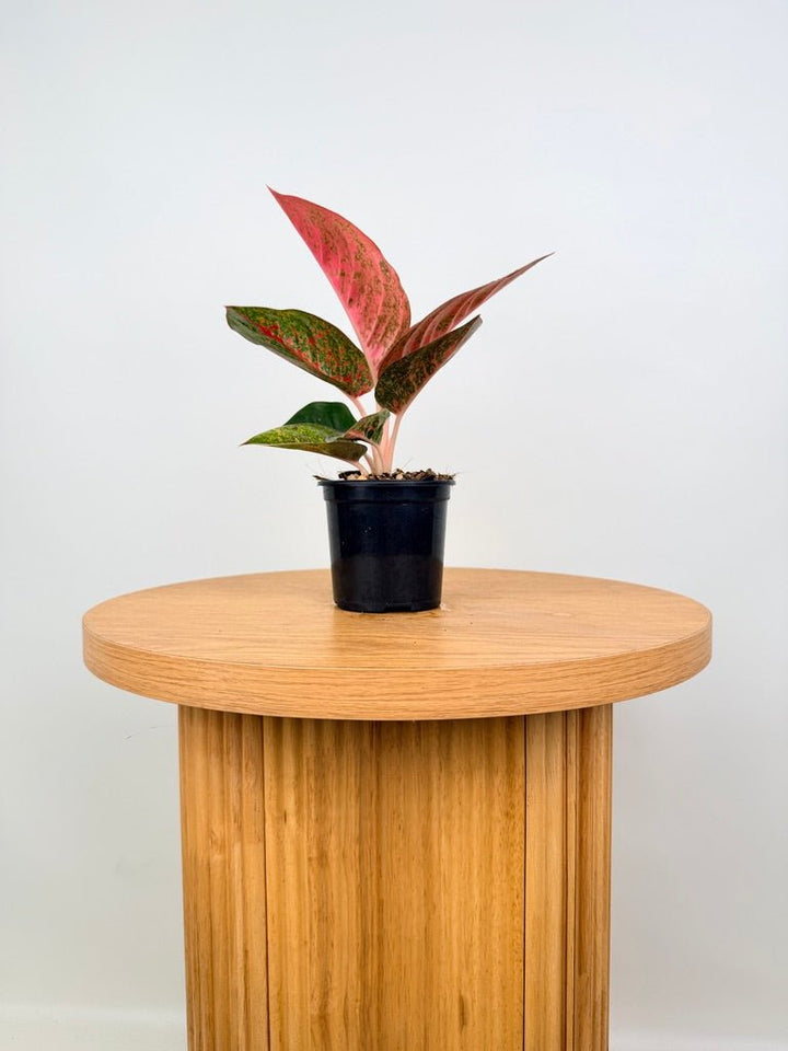 Aglaonema Commutatum - Fireworks | Uprooted