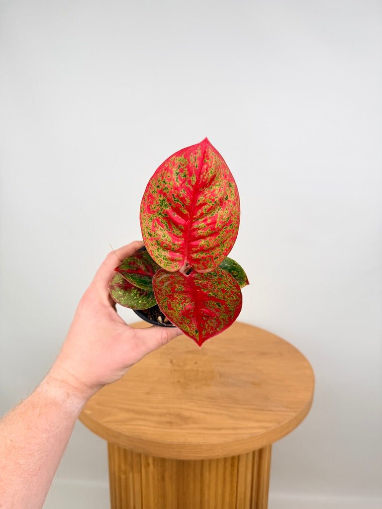 aglaonema firecracker Aglaonema Commutatum - Fireworks | Uprooted