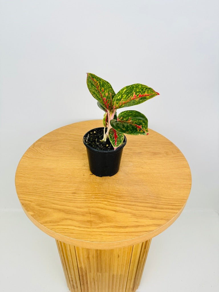 aglaonema firecracker plant Aglaonema Commutatum - Fireworks | Uprooted