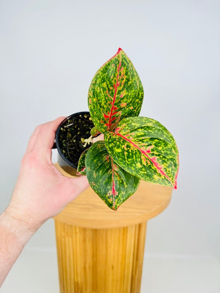 aglaonema firecracker Aglaonema Commutatum - Fireworks | Uprooted