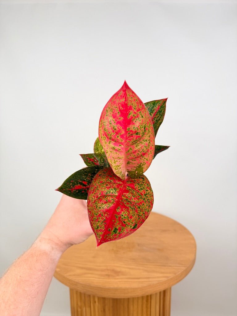 Aglaonema Commutatum - Fireworks | Uprooted