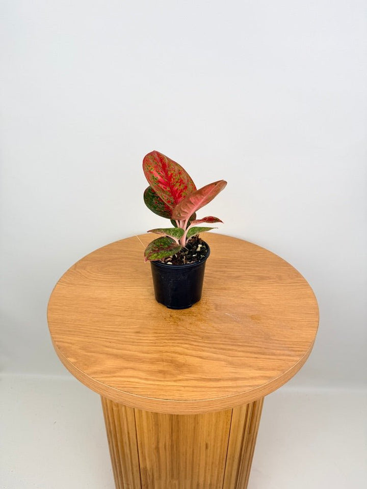 Aglaonema Commutatum - Fireworks | Uprooted