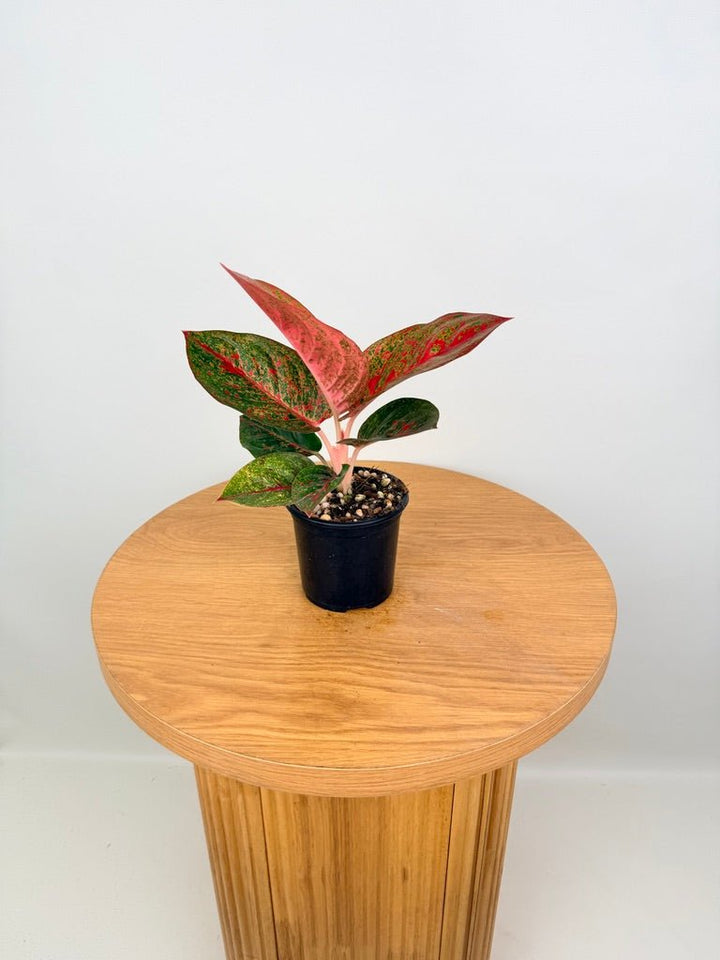 Aglaonema Commutatum - Fireworks | Uprooted