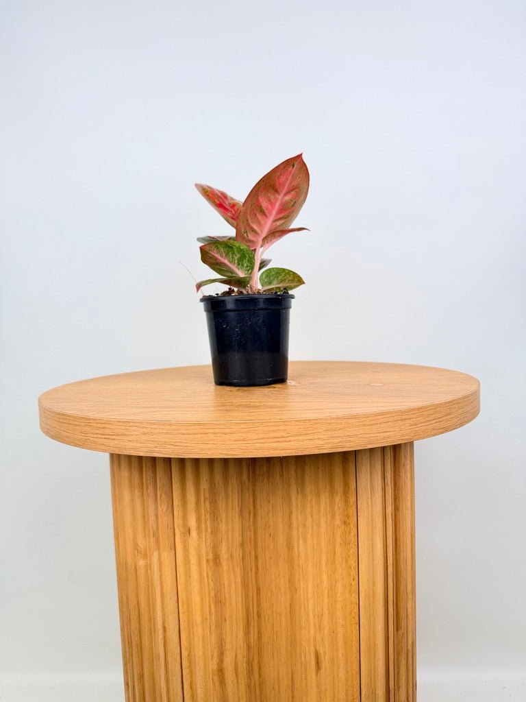 Aglaonema Commutatum - Fireworks | Uprooted