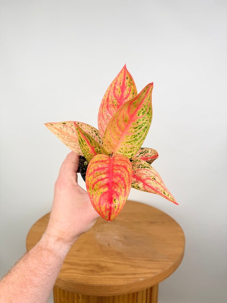 Aglaonema Commutatum - Golden Star | Uprooted